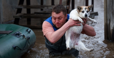 Спасатели эвакуировали с затопленных территорий домашний скот